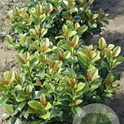 Prunus l. 'Ani' 100-125 cm draadkluit extra bol