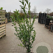 Prunus l. 'Caucasica' 125-150 cm met kluit