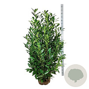 Prunus l. 'Caucasica' 150-175 cm met kluit