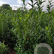 Prunus l. 'Caucasica' 150-175 cm met kluit extra
