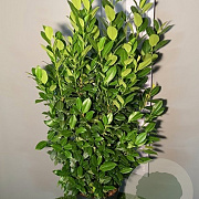 Prunus l. 'Obelisk' 150-175 cm met kluit extra