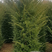 Taxus baccata 180 200 cm draadkluit extra