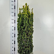 Taxus b. 'David' 120-140 cm met kluit extra