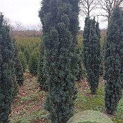 Taxus b. 'Fastigiata Robusta' 160-180 cm met kluit extra