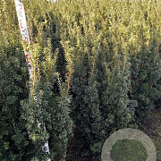 Taxus media 'Hicksii' 140-160 cm met kluit extra