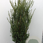 Taxus media 'Hillii' 120-140 cm met kluit