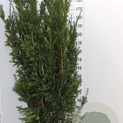 Taxus media 'Hillii' 160-180 cm met kluit extra