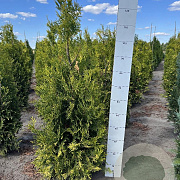 Thuja occ. 'Golden Brabant' 120-140 cm met kluit