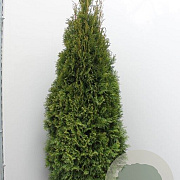 Thuja occ. 'Smaragd' 160-180 cm met kluit extra