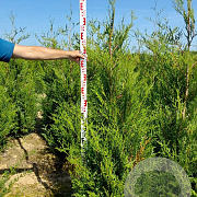 Thuja pl. 'Atrovirens' 180-200 cm met kluit