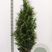 Thuja pl. 'Martin' 160-180 cm met kluit