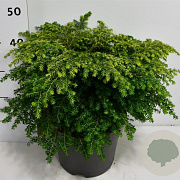 Tsuga can. 'Green Globe' 50-60 cm 15L