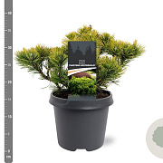 Pinus mugo 'Carsten's Wintergold' 25-30 cm 5,0L