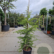 Cedrus deod. 'Aurea' 125-150 cm 18L