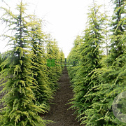 Cedrus deod. 'Aurea' 200-250 cm 45L