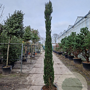 Cupressus semp. 'Pyramidalis' 250-300 cm cont. 65L