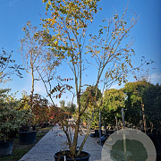 Koelreuteria paniculata 350-400 cm container meerstammig solitair