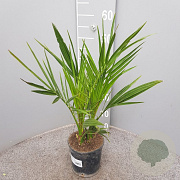 Phoenix canariensis 50-60 cm C1.3