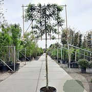 Prunus l. 'Angustifolia' 160 cm stam container 16-18 lei 150x120