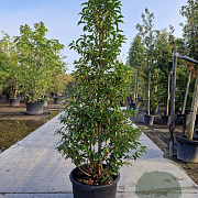 Prunus l. 'Angustifolia' 175-200 cm 45L