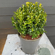 Buxus sempervirens 20 cm 2,0L bol