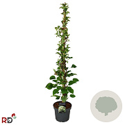 Hydrangea a. 'Flying Saucer' 100-125 cm 7,5L