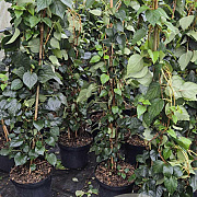 Schizophragma hyd. 'Moonlight' 80-100 cm 7,5L