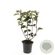 Physocarpus opulif. 'Red Baron' GM C1.3