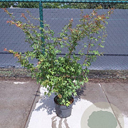 Acer palmatum 125-150 cm 10L
