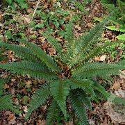Polystichum neolobatum GM  P11