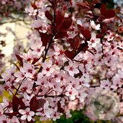 Prunus cer. 'Pissardii' 18-20 HO cont. 70L