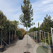 Quercus ilex 14-16 HO container 200 cm stam lei 150x120