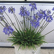 Agapanthus 'Lapis Lazuli' GM  P11