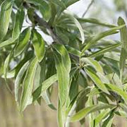 Pyrus salicifolia 14-16 HO cont. 180L