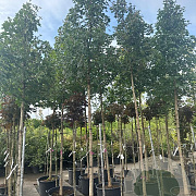 Acer campestre 14-16 cm container