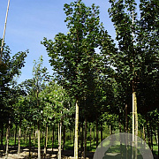 Acer campestre 'Huibers Elegant' 12-14 HO container