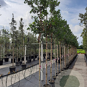 Ilex 'Nellie R. Stevens' 8-10 HO container