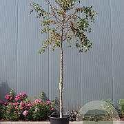 Malus 'Evereste' 12-14 HO container