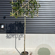 Photinia fraseri 'Red Robin' 8-10 cm container 180 cm stam leiboom