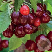 Prunus a. 'Sylvia' 12-14 HO container 