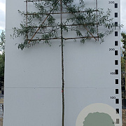 Pyrus salicifolia 'Pendula' 8-10 HO container 200 cm stam lei 150x150