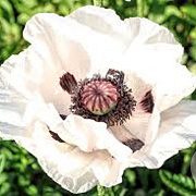 Papaver or. 'Royal Wedding' P9