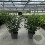 Prunus l. 'Angustifolia' 60-80 cm 10L