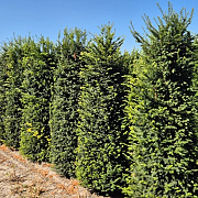 Taxus baccata 220-240 cm draadkluit extra