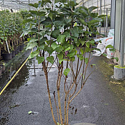 Syringa v. 'And. an Ludwig Späth' 125-150 cm 25L
