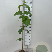Acer pensylvanicum 100-125 cm 3,0L