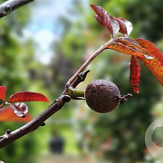 Juglans r. 'Purpurovy' 200-250 cm 6L