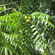 Juglans nigra 'Bicentennial' 200-250 cm 6L