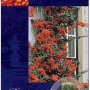Pyracantha 'Orange Glow' 60-80 cm 2,0L