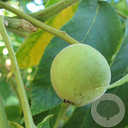 Juglans cinerea 'Kenworthy' 175-200 cm 6L